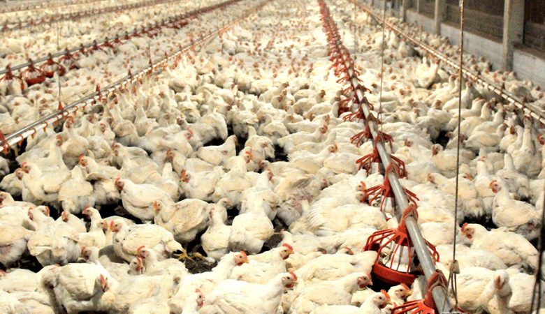 Estudos de Resíduos Medicamentos Veterinários